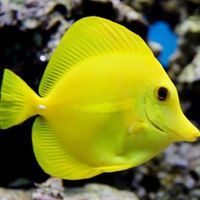ACUARIO FANTASIA 