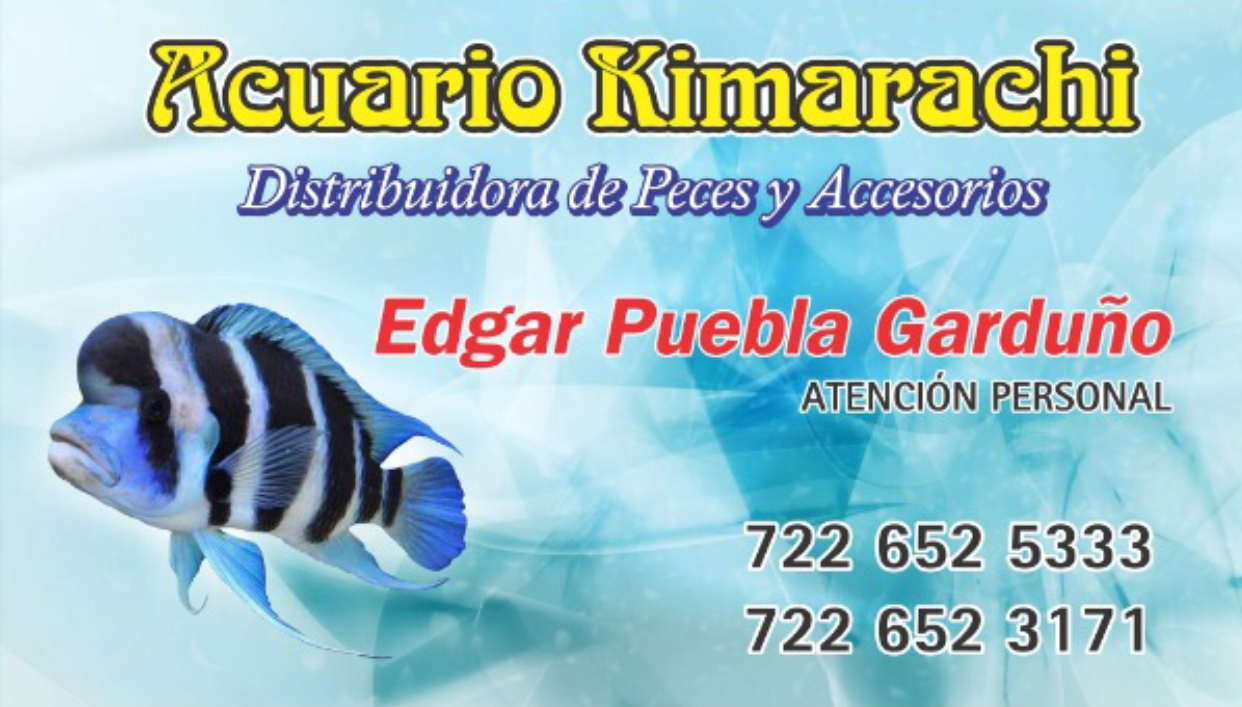 ACUARIO KIMARACHI